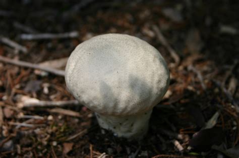 filepuffball mushroomjpg wikimedia commons