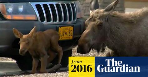Moose Gives Birth In Anchorage Parking Lot Video World News The