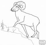 Sheep Realistic Getdrawings Drawing Coloring sketch template