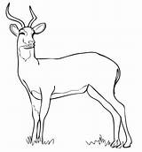 Antelope Kob Uganda Coloring Pages Drawing Color Supercoloring Categories sketch template