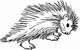 Porcupine Porcupines Clipartbest Porcospini Clipground sketch template