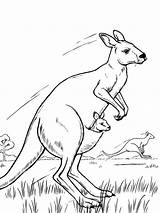 Kangaroo Gaddynippercrayons sketch template