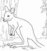 Wallaby Coloring Pages Printable Template Drawing Animals Kids Dot Designlooter Drawings Categories sketch template