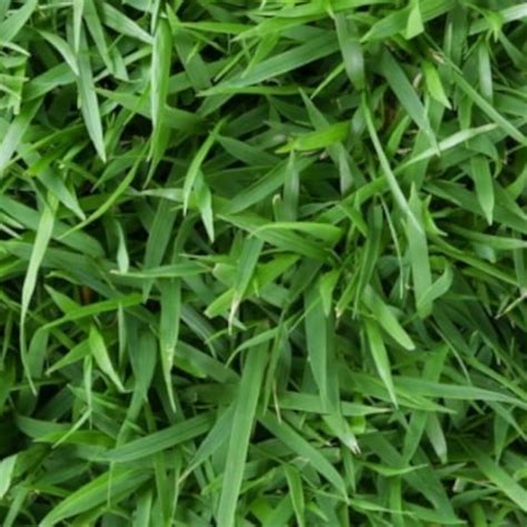 australian grass types identify choose    guide