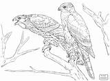 Coloring Pages Hawk Northern Goshawks Cooper Drawing Drawings Main Getcolorings Supercoloring Birds Categories Skip sketch template
