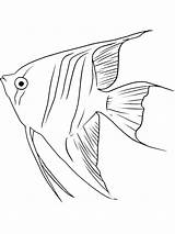 Freshwater Fish Pages Coloring Getcolorings Getdrawings sketch template