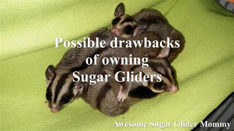 drawbacks  owning sugar gliders youtube