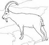Ibex Coloring Goat Nanny Alpine Goats sketch template