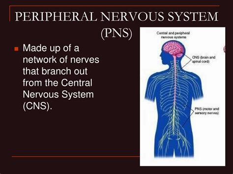 divisions   nervous system powerpoint