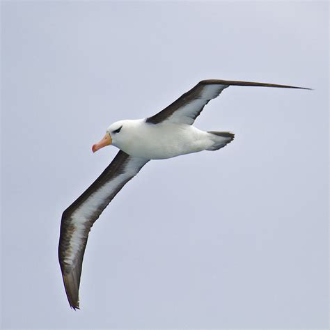 antarctica south america black browed albatross