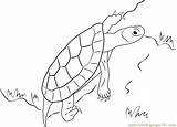 Turtle Coloring Coloringpages101 Pages sketch template