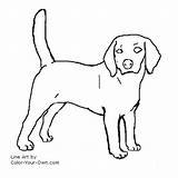 Beagle Dog Coloring Color Own Pages Drawings Line Last sketch template