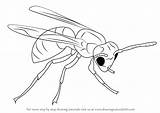 Hornet Draw Step Drawing Insects Tutorials Drawingtutorials101 sketch template