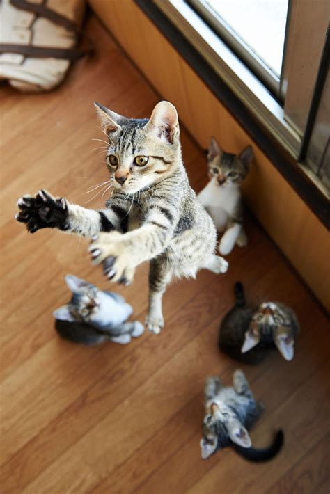 action packed   cats  motion