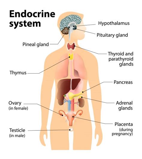 What Is The Endocrine System Endocrine Disruption Us Epa