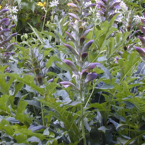 wahrer baerenklau acanthus