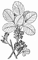Poison Oak Clipart Ivy Clip Drawing Plants Etc Plant Extension Rash Treat Remove Original Edu Usf 2255 2200 Getdrawings Library sketch template
