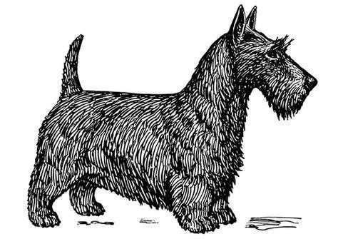 coloring page dog scottish terrier scottish terrier scottie dog