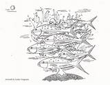Fish Fisheries Oceanconservancy Conservancy sketch template