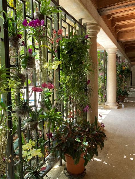 orchid wall house plants indoor interior plants living wall indoor