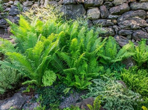 care  outdoor ferns
