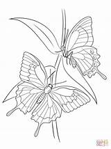 Morpho Swallowtail Motyle Ulysses Disegni Kolorowanki Colorare Malvorlagen Kolorowanka Supercoloring Schmetterlinge Rama Farfalle Insekten Kostenlos Ulisse Getdrawings Insect Ausdrucken Borboletas sketch template