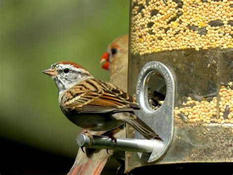 bird food types  quick guide  bird feeding pets checklist
