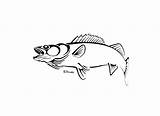 Walleye Tribal Snook Salmon sketch template