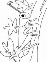 Sprinkhanen Heuschrecken Sprinkhaan Grasshopper Kleurplaten sketch template