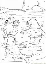 Coloring Bear Polar Pages Walrus Swimming Kleurplaat Printable Choose Board Animals sketch template