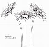 Gerbera Drawing Daisy Flower Coloring Pages Pic Sketch Flowers Drawings Paintingvalley Realistic Doodle Watercolor Pencil sketch template