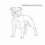 Terrier Bull Drawing Staffordshire Dog Breeds Medium Paintingvalley Drawings sketch template