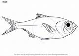 Redfish Draw Drawing Step Necessary Improvements Finally Finish Make Fishes Tutorials Drawingtutorials101 sketch template