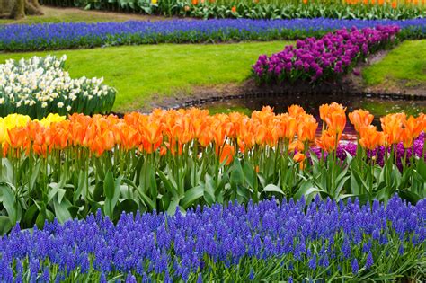 spring  garden  stock photo public domain pictures