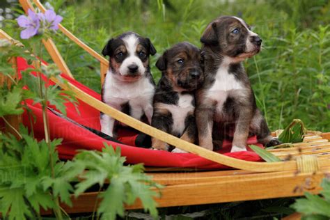 alaskan husky sled dog puppies sit  sled outdoors southcentral alaska summer stock photo
