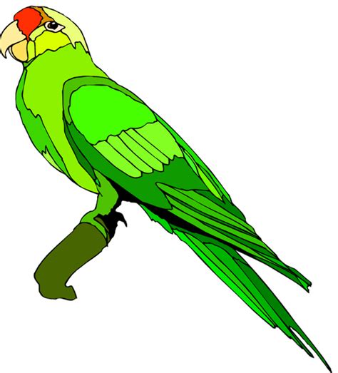 high quality parrot clipart  transparent png images art prim clip arts