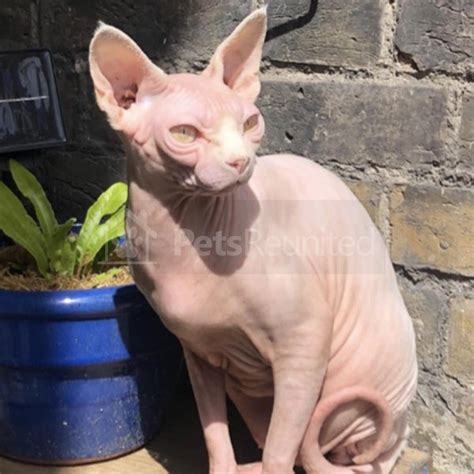 Lost Cat White Sphynx Cat [name Witheld] Dover Area
