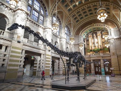 dippy  dinosaur boosts museum shop coffers shropshire star