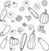 Illustrazione Vettore Zucche Broccoli Zucchini Varie Verdure sketch template