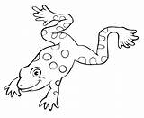 Jumping Newt sketch template