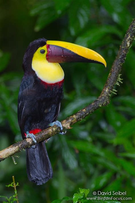 birds  focus black mandibled toucan