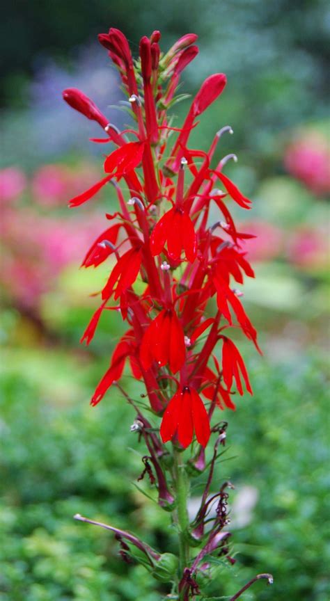 plant   month august  cardinal flower northern neck native