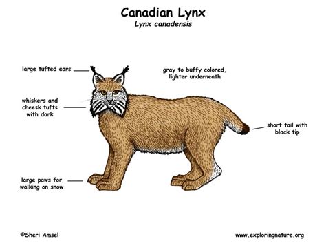 lynx canadian