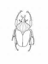 Escarabajos Scarabeo Goliath Darkling Beetles sketch template