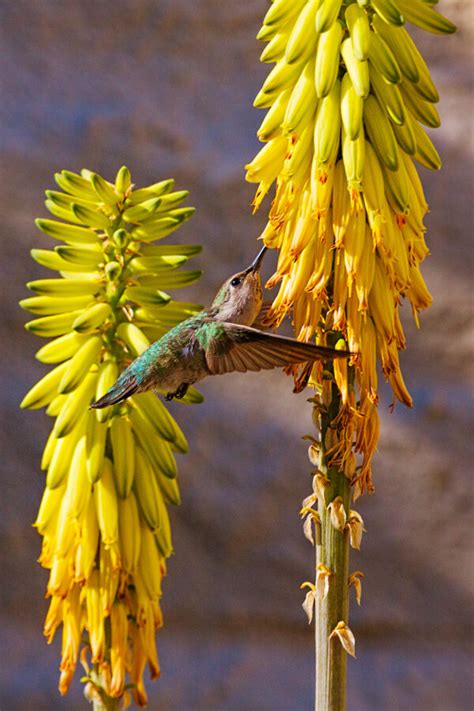 Female Costas Hummingbird Co So Copley Society Of Art