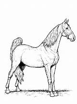 Paard Paarden 1010 Stemmen Kleurplaatjes sketch template