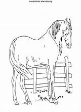Cavalli Mondobimbo Altervista sketch template
