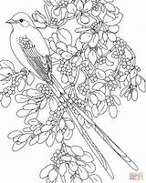 Coloring Oklahoma Tailed Scissor Flycatcher Flower Mistletoe State Bird Pages Supercoloring Silhouettes Printable sketch template