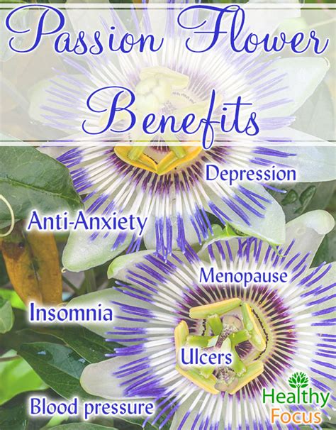 6 Proven Benefits Of Passion Flower Healthy Focus