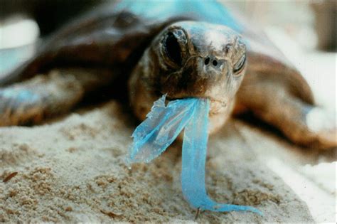marine animals  dying    plastic trash heres